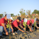 Aksi Penanaman 1.500 bibit mangrove di kawasan pesisir Pantai Matahari, Desa Lobuk, Kecamatan Bluto Oleh JMSI Sumenep.